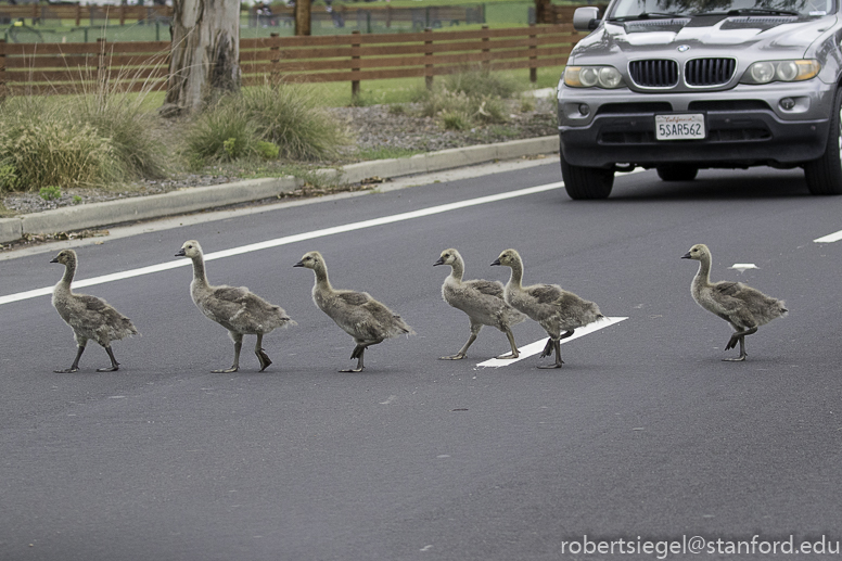 canada geese